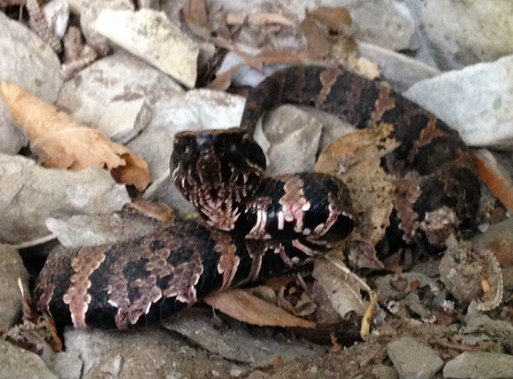 Cottonmouth